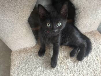 Satin -  Domestic Medium Hair Cat for Adoption in Bonners Ferry, Idaho - Satin | PetCurious
