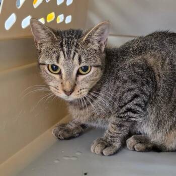 Guppy -  Domestic Short Hair Cat for Adoption in Auburn, Alabama - Guppy | PetCurious