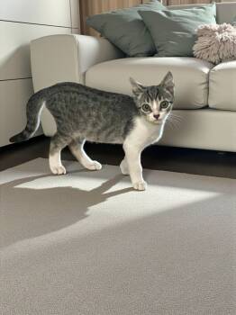 Rescue Domestic Short Hair Cats for Adoption - Lucky | PetCurious