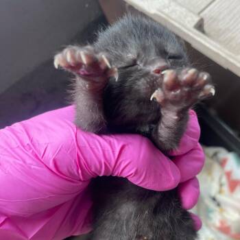 Domestic Short Hair Cats Available for Adoption in Philadelphia, Pennsylvania - Seahorse | PetCurious