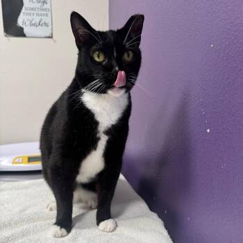 Arya -  Domestic Medium Hair Cat for Adoption in Englewood, Florida - Arya | PetCurious