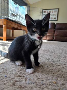 Rescue Domestic Short Hair Cats for Adoption in Evans, Georgia - Hermes | PetCurious