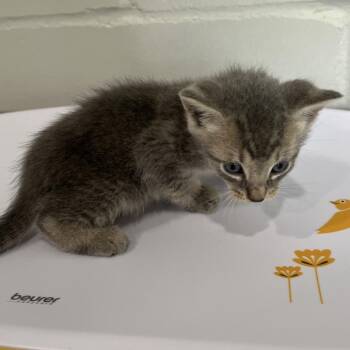 Felix -  Domestic Short Hair Cat for Adoption in Richmond Hill, Georgia - Felix | PetCurious