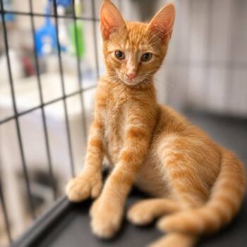 Ed Sheeran -  Extra Toes Cat Hemingway Polydactyl Cat for Adoption in Fresno, California - Ed Sheeran | PetCurious