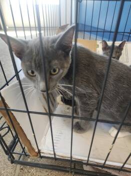 Pumpkin -  Domestic Short Hair Cat for Adoption in Kingman, Arizona - Pumpkin | PetCurious