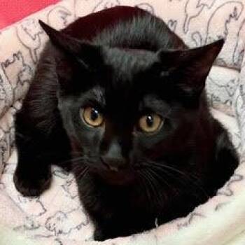Jelly Fish -  Domestic Short Hair Cat for Adoption in Green Valley, Arizona - Jelly Fish | PetCurious