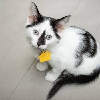 Domestic Short Hair Cats Available for Adoption in St. Louis, Missouri - INKY | PetCurious