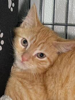 Strawberry -  Domestic Short Hair Cat for Adoption in Elmira, New York - Strawberry | PetCurious