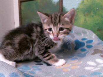 Domestic Short Hair Cats Available for Adoption in Houston, Texas - CILANTRO | PetCurious