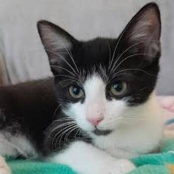 Bubbles -  Domestic Short Hair Cat for Adoption in Newport News, Virginia - Bubbles | PetCurious