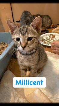 Millicent -  Domestic Short Hair Cat Available for Adoption in Syosset, New York - Millicent | PetCurious
