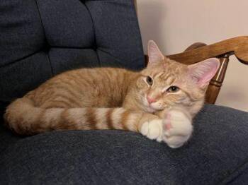 Domestic Short Hair Cats Available for Adoption - Gizmo | PetCurious