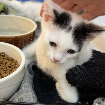 Snoopy -  Domestic Short Hair Cat for Adoption in Cincinnati, Ohio - Snoopy | PetCurious