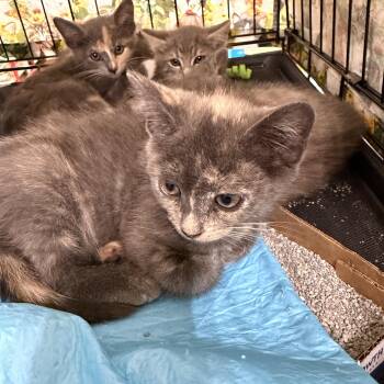 Caramel -  Dilute Tortoiseshell Cat for Adoption in Bridgeton, North Carolina - Caramel | PetCurious