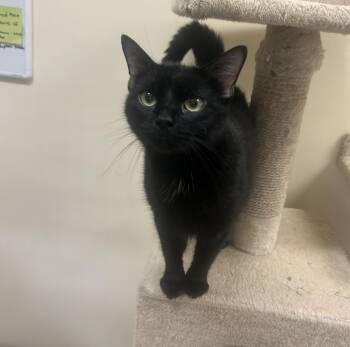 Octavia -  Domestic Short Hair Cat for Adoption in Bolingbrook, Illinois - Octavia | PetCurious