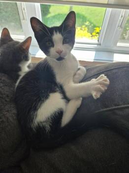 Geleon -  Domestic Short Hair Cat for Adoption in Delson, Quebec - Geleon | PetCurious