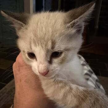 Fritz (Whiteford Kitten 1) -  Domestic Short Hair Cat for Adoption in Abingdon, Maryland - Fritz (Whiteford Kitten 1) | PetCurious
