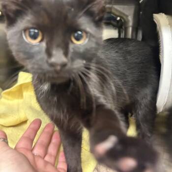 Flounder -  Domestic Short Hair Cat for Adoption in Charlottesville, Virginia - Flounder | PetCurious