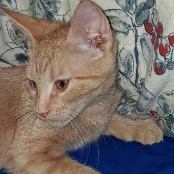 Leo -  Domestic Medium Hair Cat for Adoption in Los Angeles, California - Leo | PetCurious