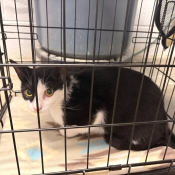 Mama -  Domestic Short Hair Cat for Adoption in Franklin, North Carolina - Mama | PetCurious