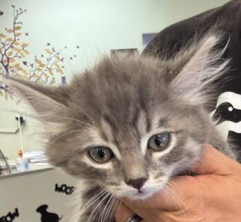 Tess -  Domestic Medium Hair Cat for Adoption in St. George, Utah - Tess | PetCurious