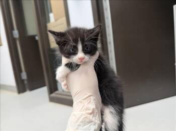 JASPER -  Domestic Medium Hair Cat for Adoption in Santa Fe, New Mexico - JASPER | PetCurious