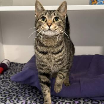 Domestic Short Hair and Tabby Cats Available for Adoption - Samyra | PetCurious
