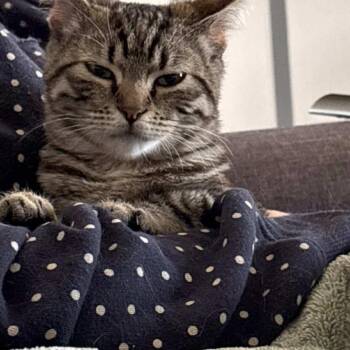 Domestic Short Hair Cats Available for Adoption - Willow | PetCurious