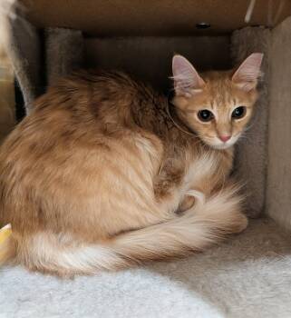 Domestic Medium Hair Cats Available for Adoption in Apopka, Florida - Creamsicle 10.20.25 | PetCurious