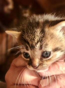 Domestic Short Hair Cats Available for Adoption in Gladwin, Michigan - Kitten 3 | PetCurious