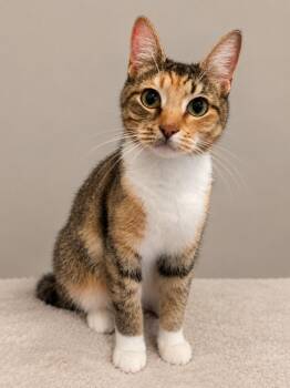 Momo -  Domestic Short Hair Cat for Adoption in Homer Glen, Illinois - Momo | PetCurious