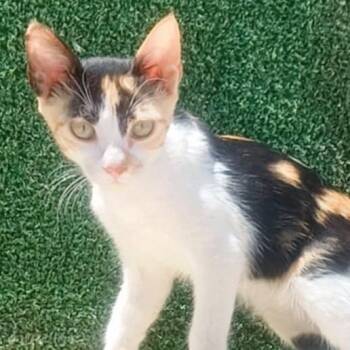Calico Cats Available for Adoption - Lucy | PetCurious