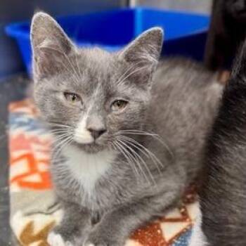 Domestic Short Hair Cats Available for Adoption - Sundae (bonded With Blizzard) | PetCurious