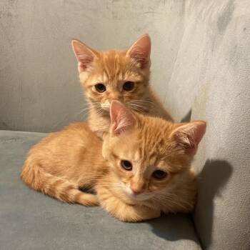 Tigger -  Domestic Short Hair Cat for Adoption in Buffalo, Minnesota - Tigger | PetCurious