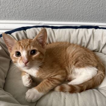 Biscuit -  Domestic Short Hair Cat for Adoption in Gardnerville, Nevada - Biscuit | PetCurious