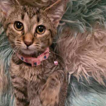 Ayla -  Domestic Short Hair Cat for Adoption in Glenfield, New York - Ayla | PetCurious