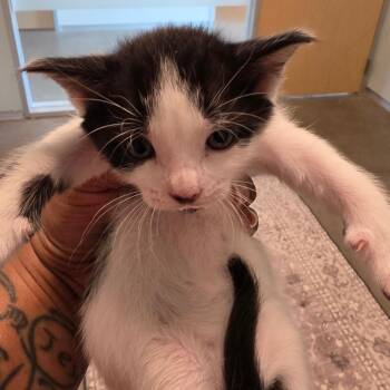 Blue Bonnet -  Domestic Medium Hair Cat for Adoption in Leander, Texas - Blue Bonnet | PetCurious
