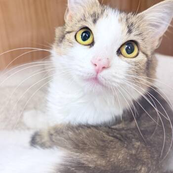 Rescue Domestic Medium Hair Cats for Adoption in Philadelphia, Pennsylvania - Eleni | PetCurious