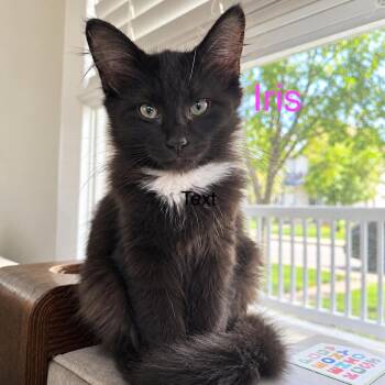 Iris -  Domestic Medium Hair Cat for Adoption in Carmel, Indiana - Iris | PetCurious