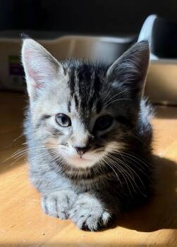 Wario -  Domestic Short Hair Cat for Adoption in Andover, Connecticut - Wario | PetCurious