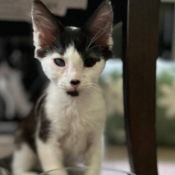 Copperfield -  Domestic Short Hair Cat for Adoption in South Elgin, Illinois - Copperfield | PetCurious