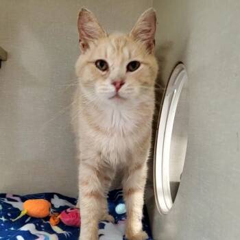 Husker -  Domestic Short Hair Cat for Adoption in Hutchinson, Minnesota - Husker | PetCurious