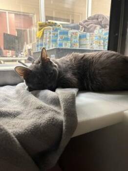 Livie -  Domestic Short Hair Cat for Adoption in Westland, Michigan - Livie | PetCurious