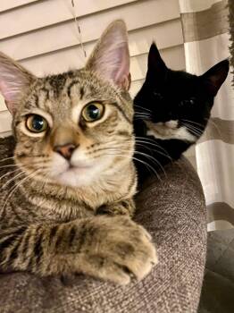 Rescue Tabby and Tuxedo Cats for Adoption in Orland Park, Illinois - Timber & Ukulele (BONDED PAIR) | PetCurious