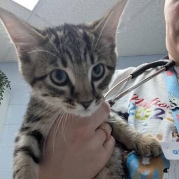 Zodiac -  Domestic Short Hair Cat for Adoption in Indianapolis, Indiana - Zodiac | PetCurious