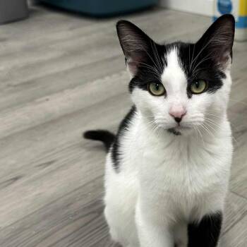Rescue Extra Toes Cat Hemingway Polydactyl and Domestic Short Hair Cats for Adoption in Carmel, Indiana - Sparky | PetCurious