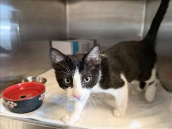 ARTHUR -  Domestic Short Hair Cat for Adoption in Santa Fe, New Mexico - ARTHUR | PetCurious
