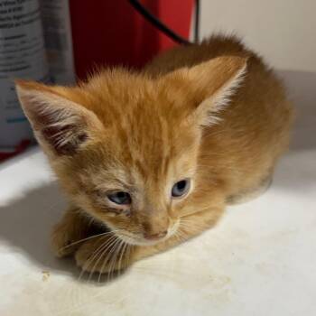 Pixel- orange collar -  Domestic Short Hair Cat for Adoption in Milton, Florida - Pixel- Orange Collar | PetCurious