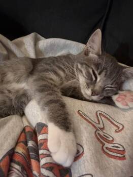Misty -  Domestic Short Hair Cat for Adoption in Clarksville, Tennessee - Misty | PetCurious