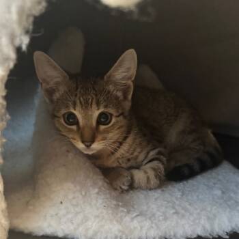 Rescue Domestic Short Hair Cats for Adoption in Missouri City, Texas - Talina | PetCurious